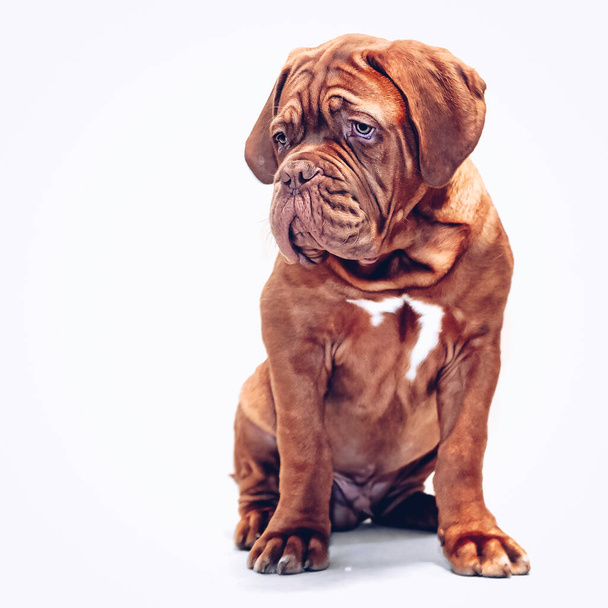 French Mastiff puppy. Four months. Portrait on a white background - Photo, Image