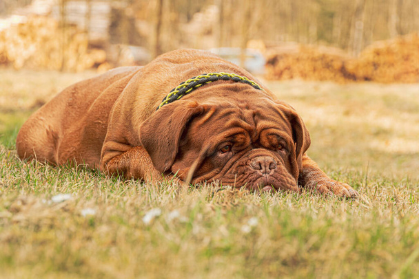 French Mastiff. Bordeaux dog. Big dog lying on the grass - Photo, Image