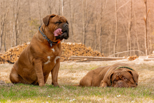 Two big dog French mastiff in the meadow - Photo, Image