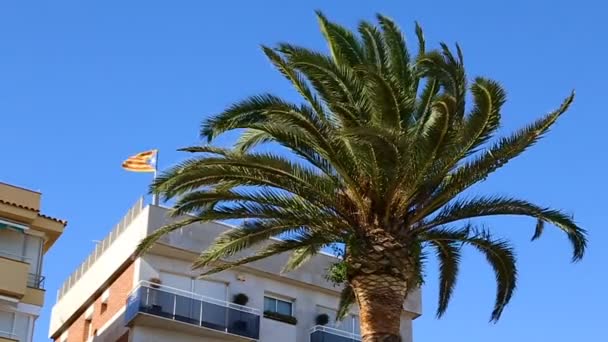 Lloret de Mar, Costa Brava, Katalánsko, Španělsko. Katalánská vlajka poblíž palmy - Záběry, video