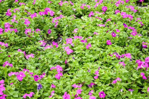 розовый петуния гибридный цветок в саду природы - Фото, изображение