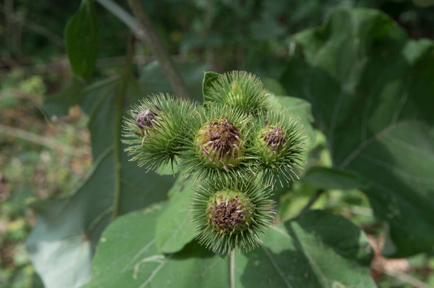 close-up: purple spiny flowers of greater burdock - Photo, Image