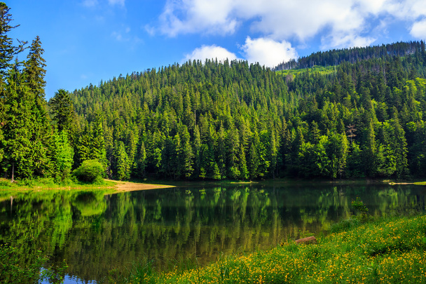 pine forest and lake near the mountain - Photo, Image