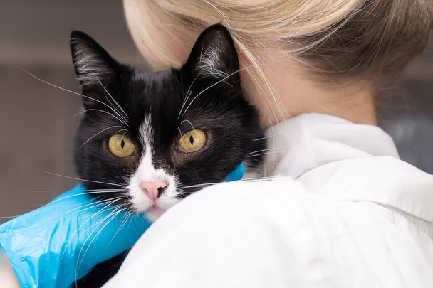 Uzun bıyıklı güzel siyah beyaz kedi beyaz önlüklü ve tıbbi eldivenli bir veterinerin kollarında oturur ve omzunun üzerinden bakar. - Fotoğraf, Görsel