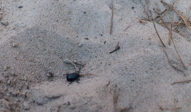 Orman böceği kumda sürünüyor. - Fotoğraf, Görsel