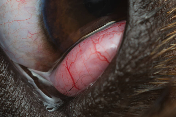 macro photo of a cherry eye vascularisation in dog - Photo, Image