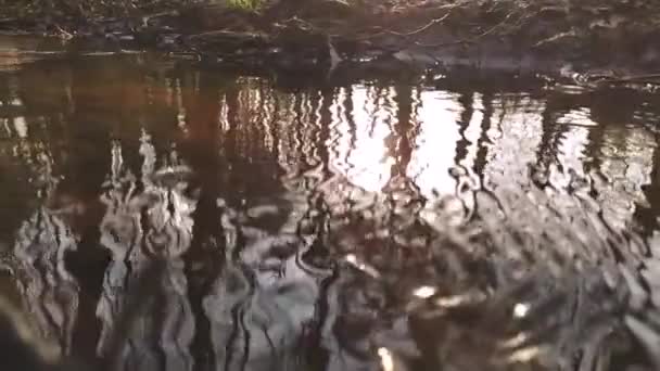 Petite rivière idyllique flottant au ralenti à travers un paysage forestier d'automne avec de petites vagues dans le ruisseau calme comme randonnée relaxante pour le tourisme de randonnée dans un environnement sain dans le silence de paix - Séquence, vidéo