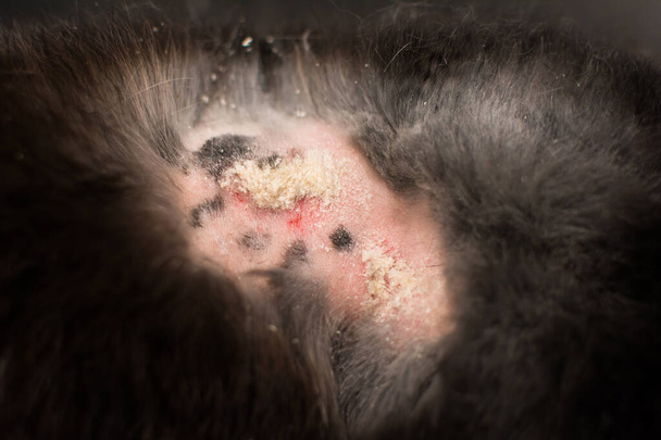 close-up photo of rabbit dermatitis - Photo, Image