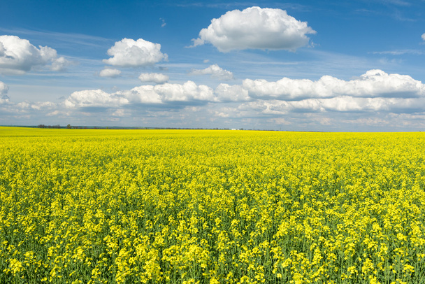 Keltainen rypsikenttä ja sininen taivas, kaunis kevätmaisema
 - Valokuva, kuva