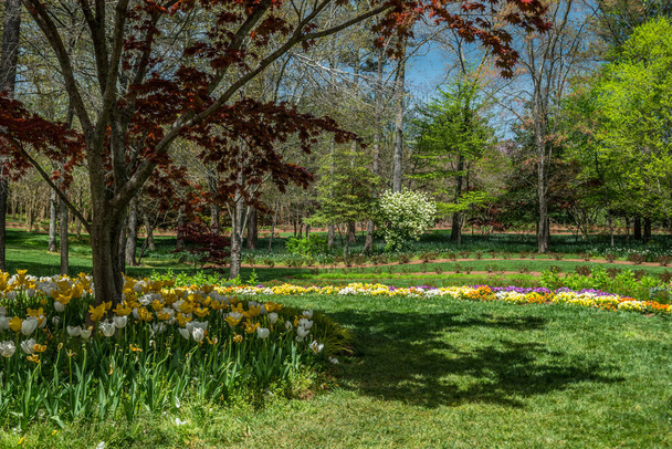 Varietà di alberi e cespugli di fiori tutti in fiore con fogliame appena emergente fusione colori vivaci luminosi in una giornata di sole all'inizio della primavera - Foto, immagini