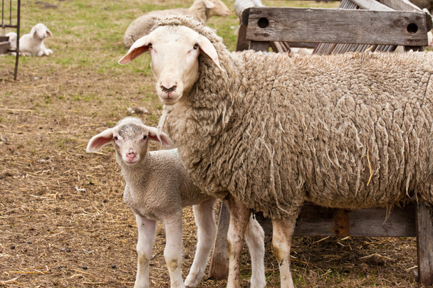 Овца и ягненок
 - Фото, изображение