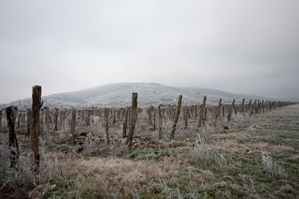 zimowy pejzaż z winogron wytrawne - Zdjęcie, obraz