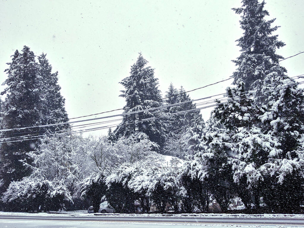 Высокие вечнозеленые деревья, покрытые пушистым снегом, возвышающиеся за линиями электропередач возле ледяной дороги на северо-западе Тихого океана - Фото, изображение