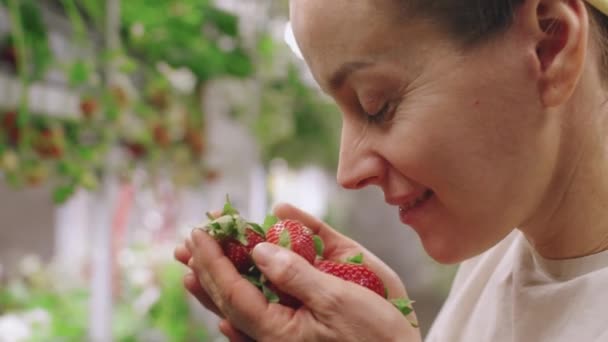 Side-view closeup με αργό χαμόγελο γυναίκα μυρίζοντας δέσμη των νωπών κόκκινες φράουλες που καλλιεργούνται στο θερμοκήπιο που πραγματοποιήθηκε σε fistful. Γυναίκα που απολαμβάνει τη μυρωδιά των βιολογικών ώριμων φραουλών - Πλάνα, βίντεο