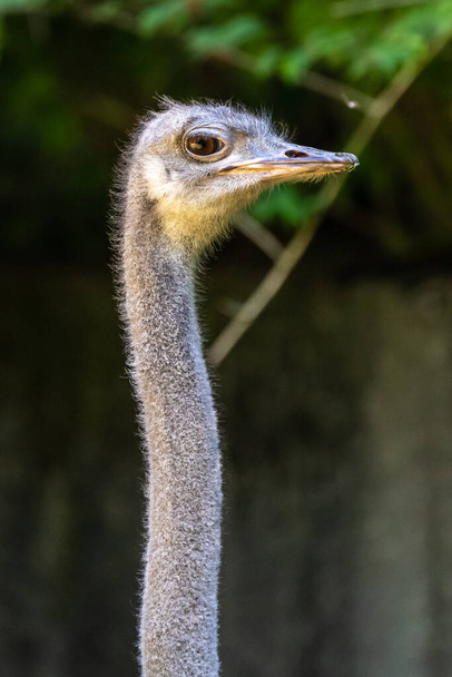 De gewone struisvogel ("Struthio camelus") is een vogel uit de familie Struthiidae (struisvogels). Het is een van de twee nog bestaande struisvogelsoorten. - Foto, afbeelding