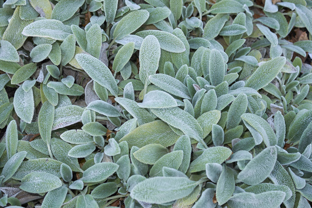 behaarte Blätter der Stachys byzantina Pflanze - Foto, Bild
