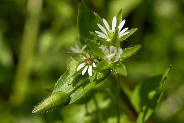 petites fleurs blanches de Stellaria media plant - Photo, image