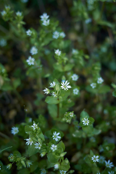 petites fleurs blanches de Stellaria media plant - Photo, image