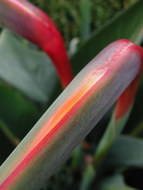 värikäs kukka Strelitzia regina kasvi - Valokuva, kuva
