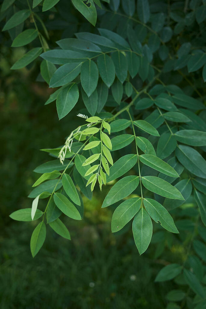 fresh leaves of  Styphnolobium japonicum tree - Photo, Image