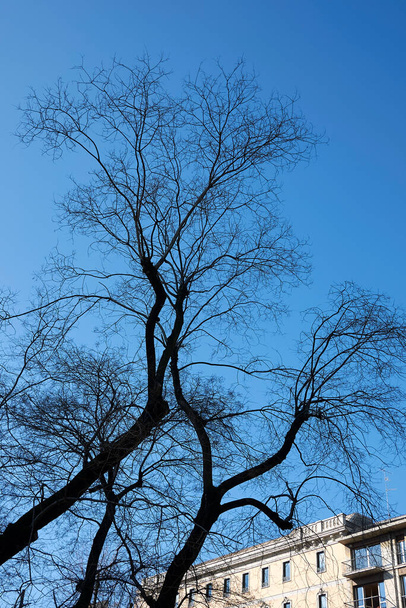 Styphnolobium japonicum tree in winter - Photo, Image
