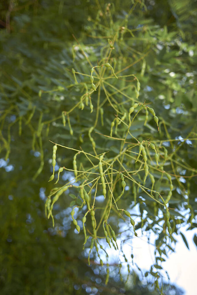 fresh fruit of Styphnolobium japonicum tree - Photo, Image