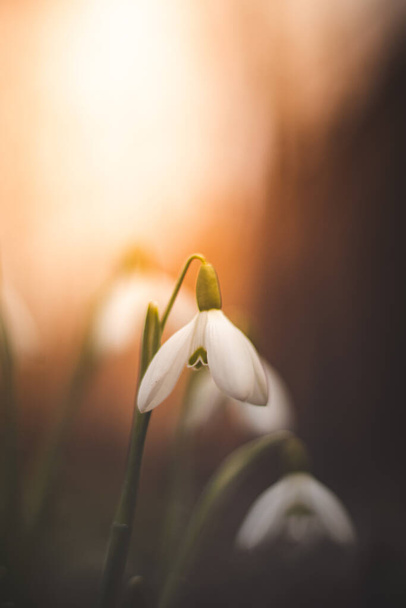 Nahaufnahme bei Sonnenuntergang auf einer blühenden Frühlingsblume eines gewöhnlichen Schneeglöckchens in der erwachten Wildnis. Mutter Natur zeigt wieder ihre Schönheit. Galanthus nivalis. Feenpflanze. - Foto, Bild