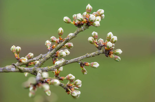 Macro shot of buds on a blackthorn (prunus spinosa) plant - Photo, Image