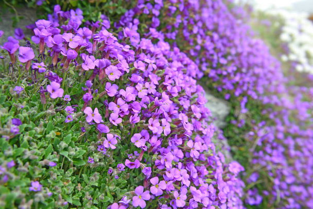 closeup on beautiful bush of purple bell flowers  blooming on a wall - Photo, Image