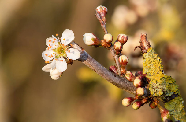 Makroschuss der Schlehe (Prunus spinosa) blüht in voller Blüte - Foto, Bild