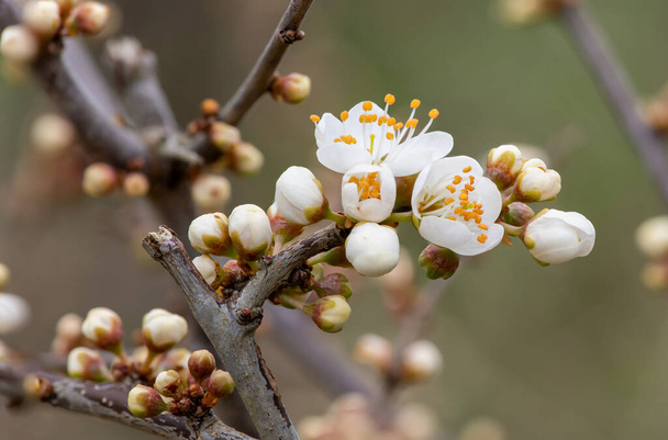 Macro tiro de espinheiro (prunus spinosa) flor em flor - Foto, Imagem
