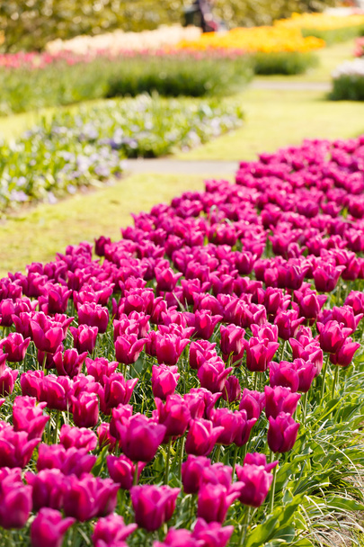 Tulip flowers - Foto, Imagen