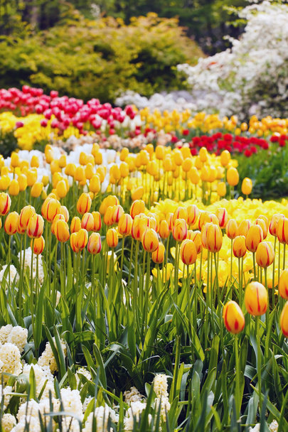 Tulip flowers - Valokuva, kuva