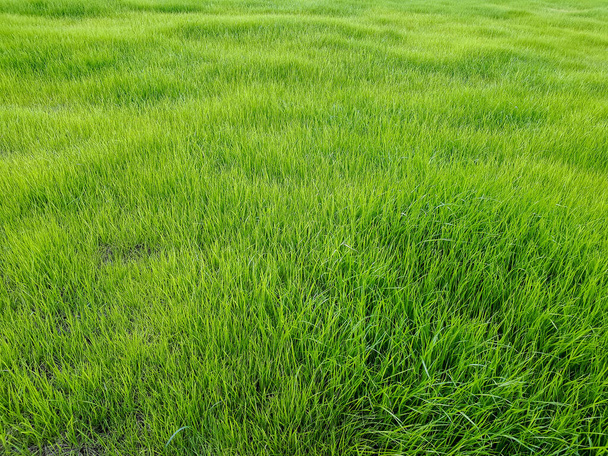 Перфект, длинная зеленая трава весной с ярким солнечным светом. Фон однородной растительности - Фото, изображение