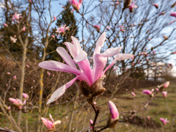 Delicadas flores en forma de estrella rosa y brotes de la floreciente estrella magnolia - Magnolia stellata a principios de primavera - Foto, Imagen