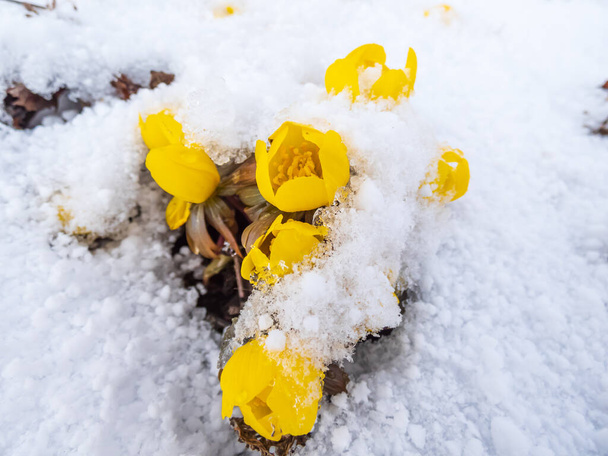 Kirkkaan keltainen kukka - Talviakoniitti (Eranthis hyemalis) kukassa auringonvalossa peitetty lumella alkukeväällä. Varhaisin kaikista kukista ilmestyy maaperästä myöhään talvella - Valokuva, kuva