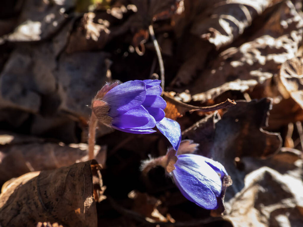 Beautiful close up shot of first of the spring wildflowers Large blue hepatica  (Hepatica transsilvanica) in brown dry leaves. Beautiful floral background - Photo, Image