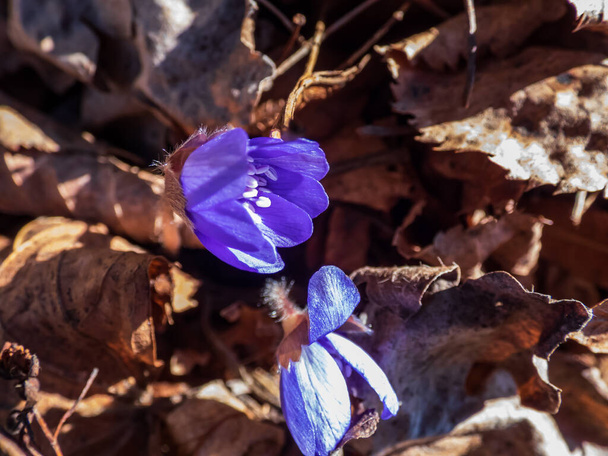 Beau gros plan de la première des fleurs sauvages printanières Grand hepatica bleu (Hepatica transsilvanica) dans les feuilles brunes sèches. Beau fond floral - Photo, image