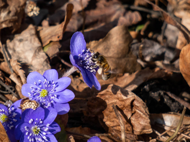 Zbliżenie strzał pierwszy wiosenny dziki kwiat American Liverwort (Anemone hepatica) w brązowych suchych liści w słońcu. Kwiat z pszczołą - Zdjęcie, obraz