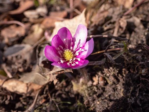 Zbliżenie strzał pierwszy wiosenny dziki kwiat American Liverwort (Anemone hepatica) w brązowych suchych liści w słońcu. Jeden różowy kwiat - Zdjęcie, obraz