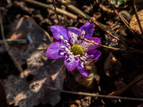 Zbliżenie strzał niesamowite błyszczące szczegóły na płatkach wiosennego dzikiego kwiatka American Liverwort (Anemone hepatica) w słońcu. Pojedynczy różowy i fioletowy kwiat - Zdjęcie, obraz