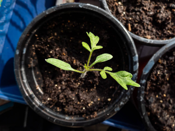 Macro shot van kleine tomaat plant zaailing groeien in plastic pot op de vensterbank. Binnentuinieren en kiemzaailingen - Foto, afbeelding