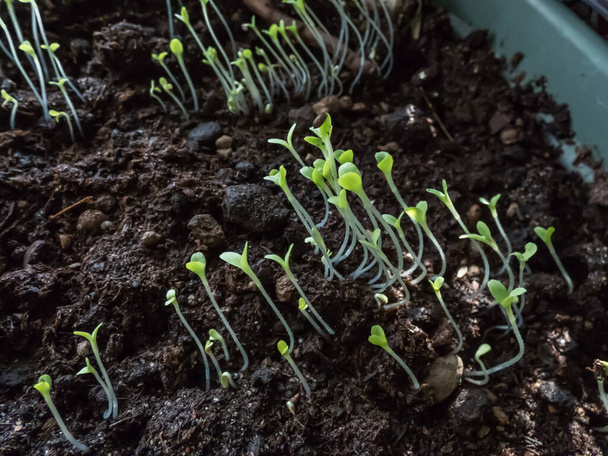 Małe sadzonki kapusty chińskiej (Brassica rapa) rosnące w pojemniku na parapecie. Ogrodnictwo wewnętrzne, kiełkowanie i uprawę warzyw liściastych - Zdjęcie, obraz