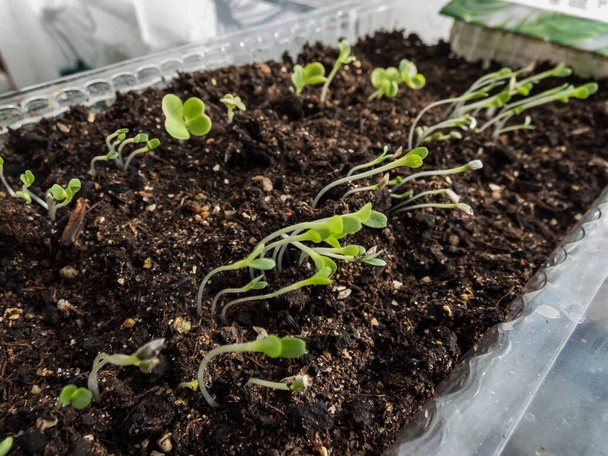 Małe sadzonki kapusty chińskiej (Brassica rapa) rosnące w plastikowym pojemniku na parapecie. Ogrodnictwo wewnętrzne, kiełkowanie i uprawę warzyw liściastych - Zdjęcie, obraz