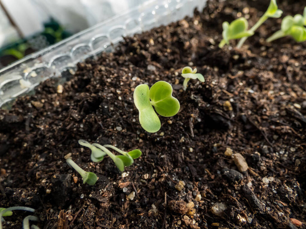 Makroaufnahme von Chinakohl (Brassica rapa) -Sämlingen, die im Plastiktopf auf der Fensterbank wachsen. Gartenarbeit in Innenräumen, Keimen und Anbau von Blattgemüse - Foto, Bild