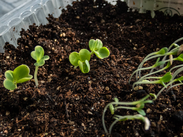 窓辺のプラスチック製のポットで成長している中国のキャベツ(Brassica rapa)苗のマクロショット。室内園芸、発芽と葉野菜の栽培 - 写真・画像