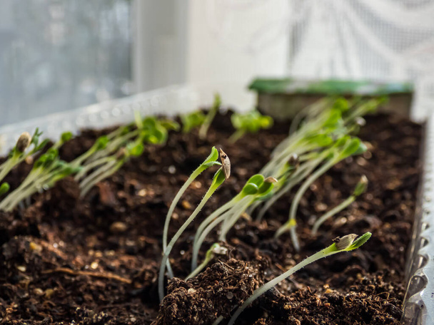 Небольшие китайские саженцы капусты (Brassica rapa) растут в пластиковом контейнере на подоконнике. Садоводство, прорастание и выращивание овощей из листьев - Фото, изображение
