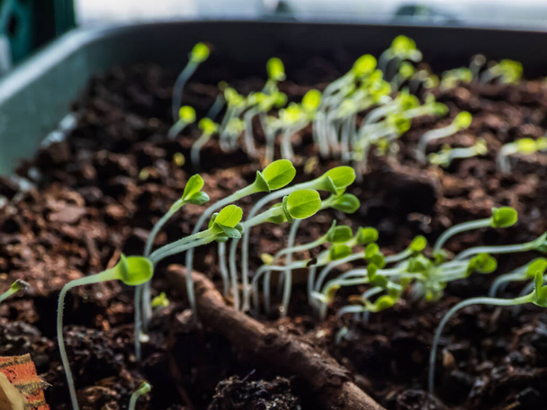 Розсада листяних овочів, що ростуть з насіння в пластиковій тарі на підвіконні під сонячним світлом. Садівництво в приміщенні і проростання
 - Фото, зображення