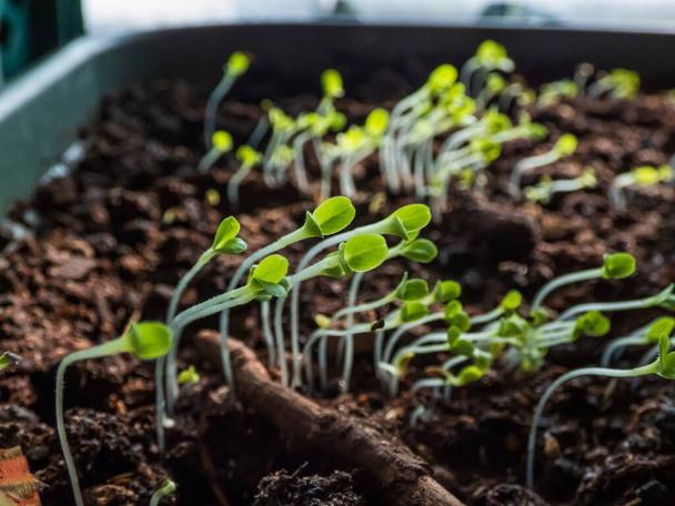 Makro shot sadzonek warzyw liściastych rosnących z nasion w plastikowym pojemniku na parapecie w słońcu. Ogrodnictwo i kiełkowanie w pomieszczeniach - Zdjęcie, obraz