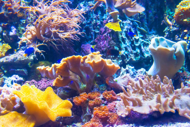 Pohled na korálovou faunu na dně tropického moře - Fotografie, Obrázek